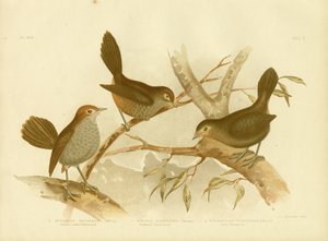Rufescent Scrub-Bird、1891 作： Gracius Broinowski